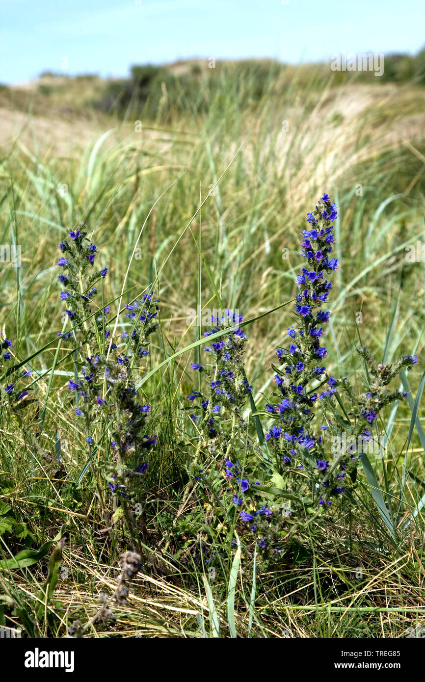 blueweed, blue devil, viper's bugloss, common viper's-bugloss (Echium vulgare), in coastal dunes, Netherlands, Berkheide, Wassenaar Stock Photo