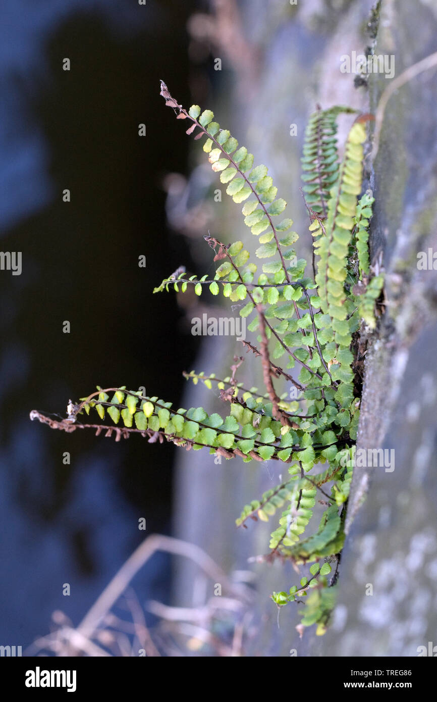 Maidenhair spleenwort, Common maidenhair (Asplenium trichomanes), on a wall, Netherlands Stock Photo