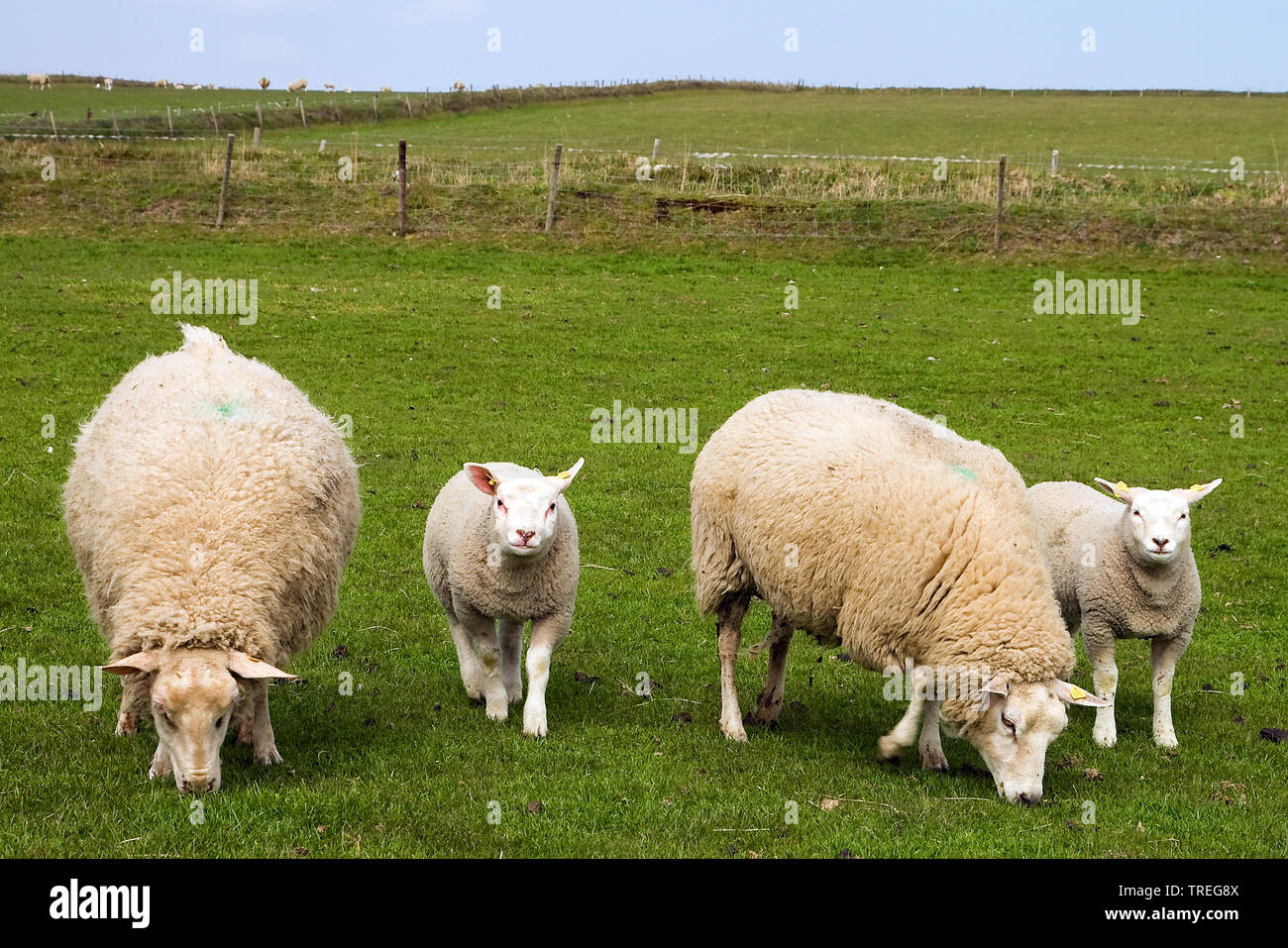 domestic sheep (Ovis ammon f. aries), females with lambs, Netherlands, Texel Stock Photo