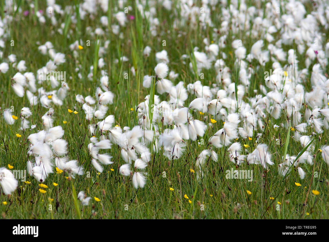 common cotton-grass, narrow-leaved cotton-grass (Eriophorum angustifolium), fruiting, Netherlands, Schiermonnikoog Stock Photo