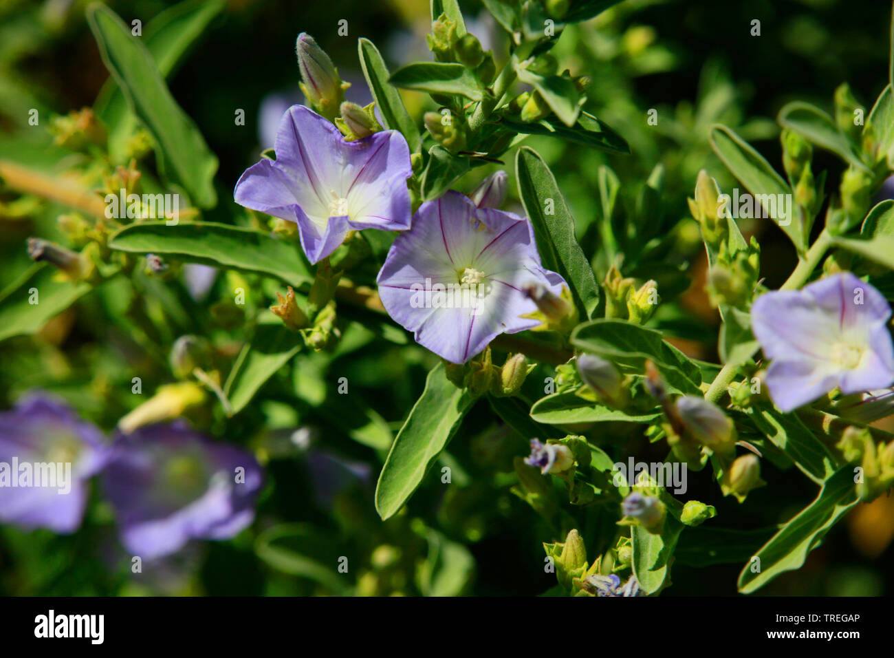 Convolvulus (Convolvulus fruticulosus), blooming, Canary Islands, La Palma Stock Photo