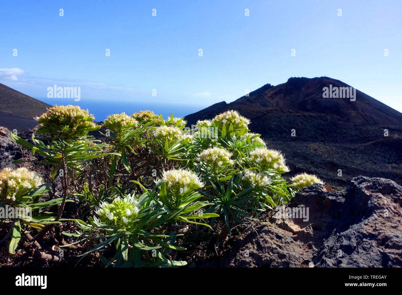 bugloss (Echium brevirame), blooming, Canary Islands, La Palma, Fuencaliente Stock Photo