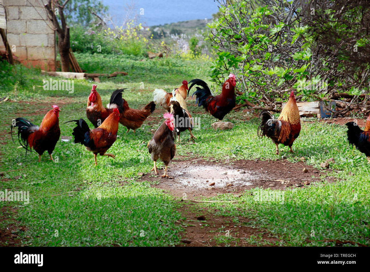 domestic fowl (Gallus gallus f. domestica), organic fowls on a farm, Canary Islands, La Palma, Las Tricias, Garafia Stock Photo