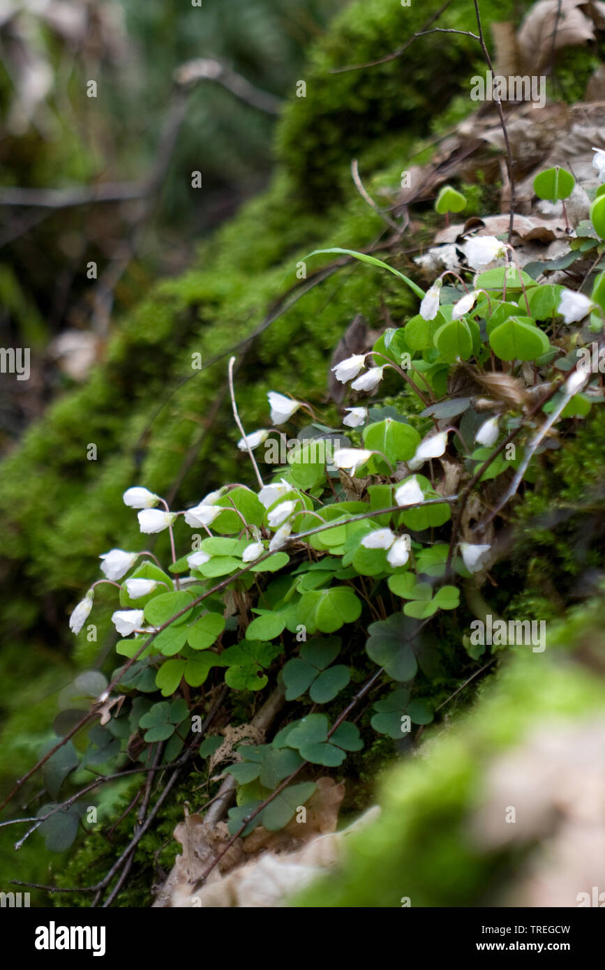 common wood sorrel, wood-sorrel, Irish shamrock (Oxalis acetosella), blooming, Netherlands Stock Photo
