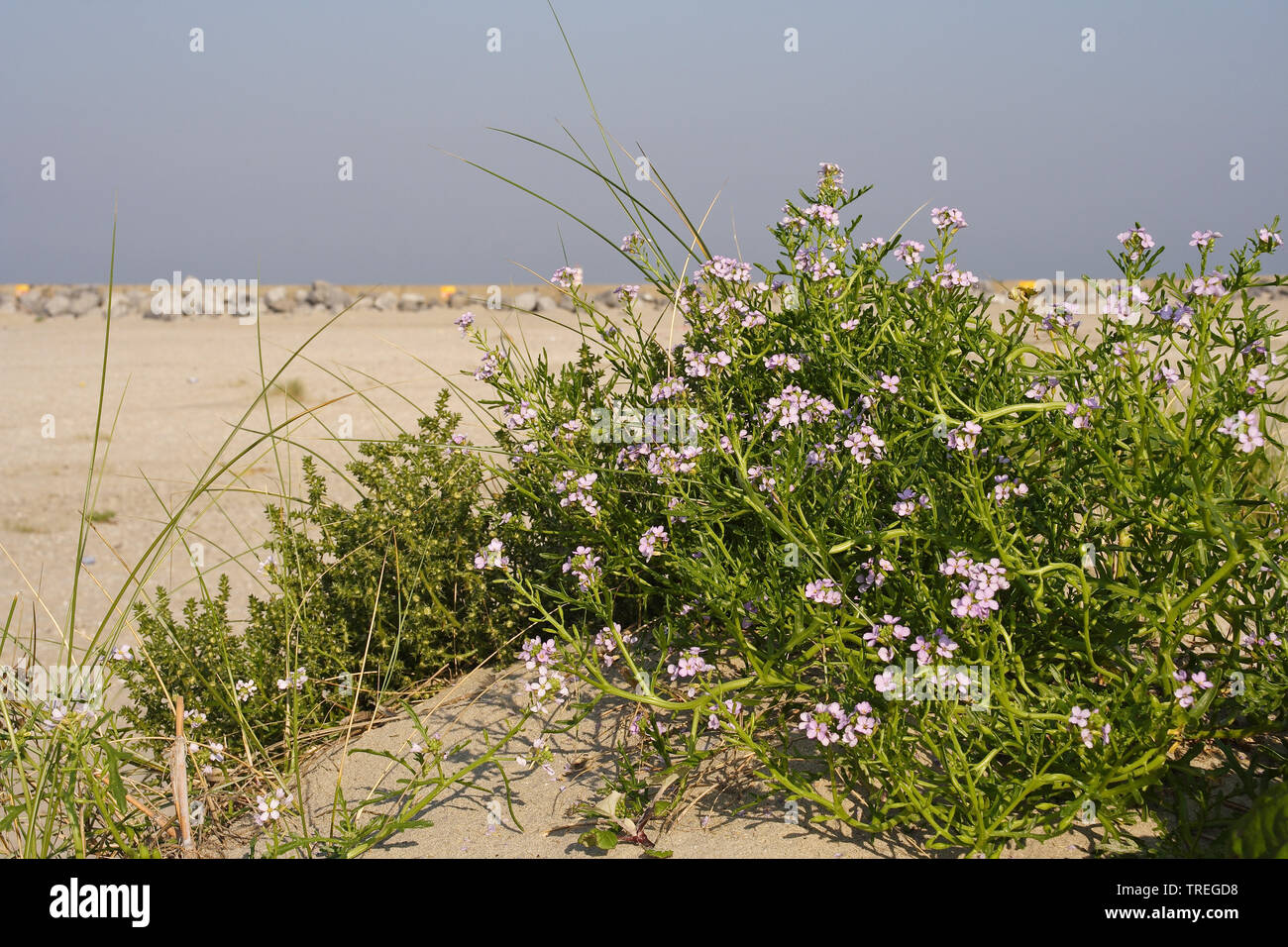 European searocket, sea rocket (Cakile maritima), blooming on dunes, Netherlands, Northern Netherlands Stock Photo