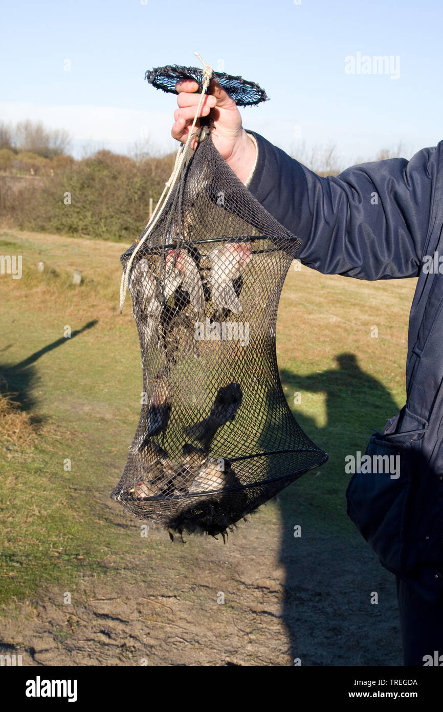 redpoll, common redpoll (Carduelis flammea, Acanthis flammea), ornithologist with captured birds in a net, bird ringing, Netherlands Stock Photo