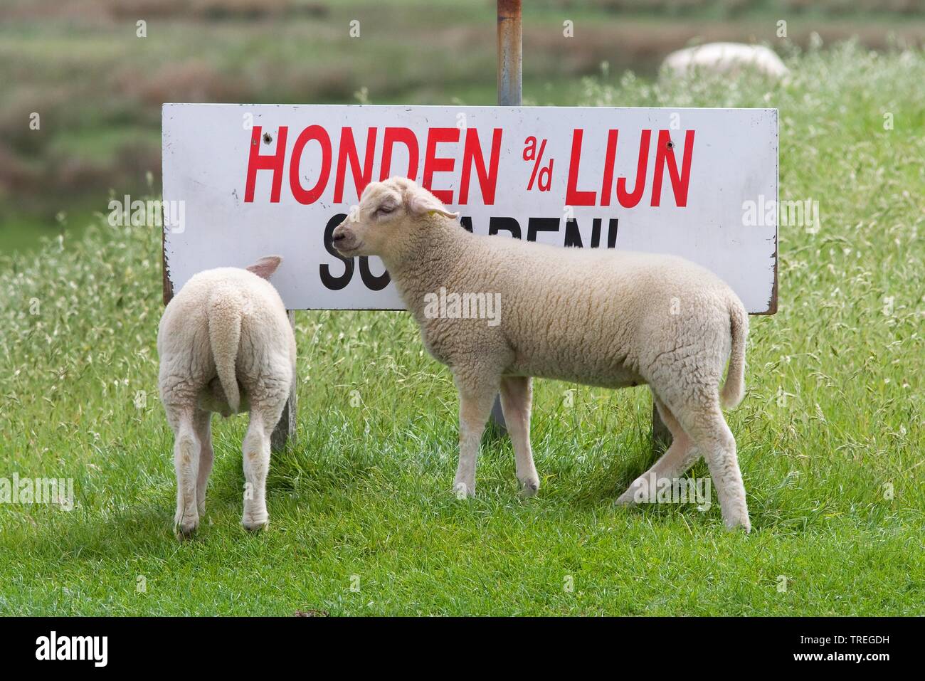 domestic sheep (Ovis ammon f. aries), two sheep at a sign Schild 'Honden a/d Lijn - please keep dogs on a leash', Netherlands, Schiermonnikoog Stock Photo