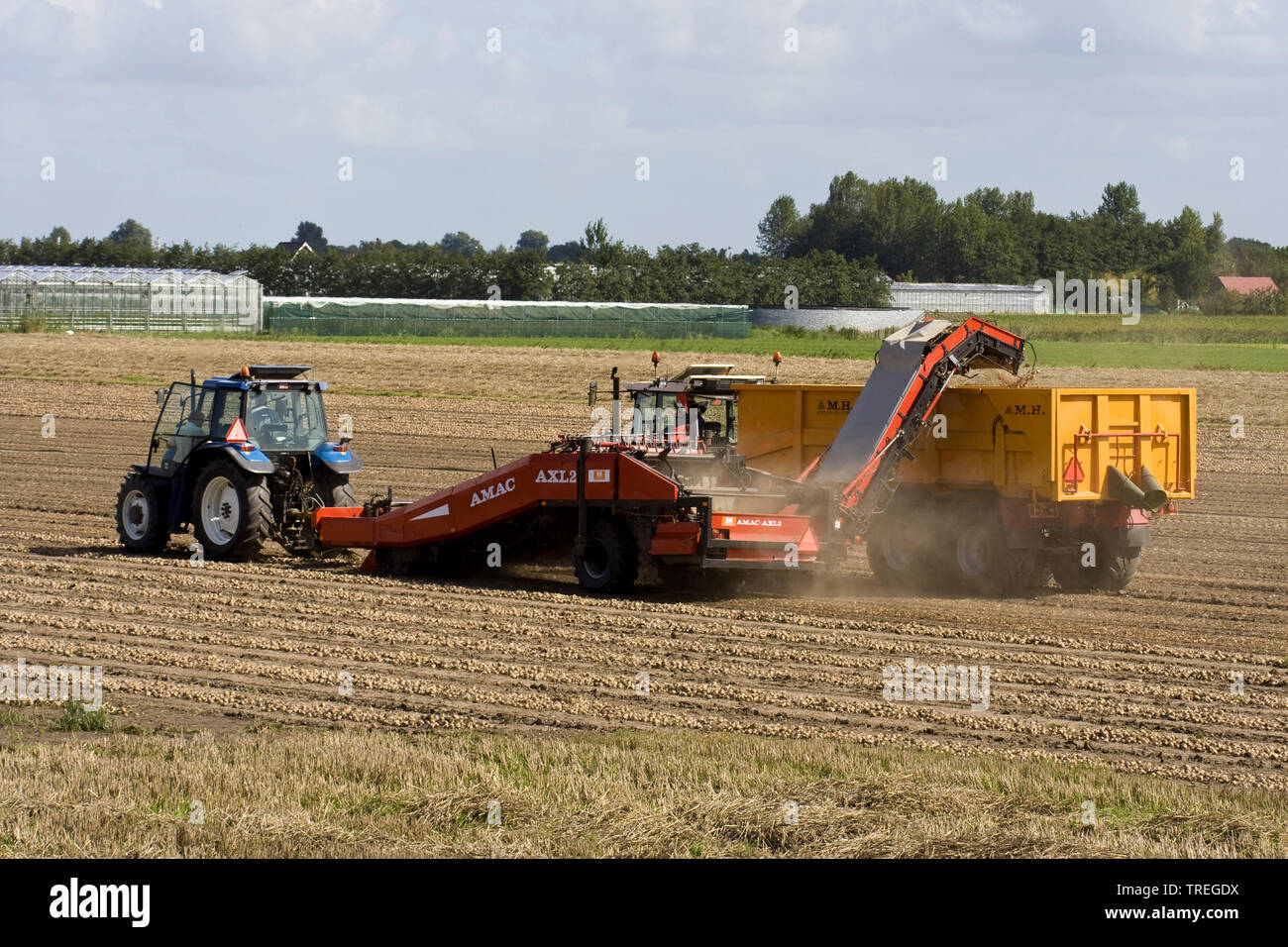 Harvesting onions hi-res stock photography and images - Alamy