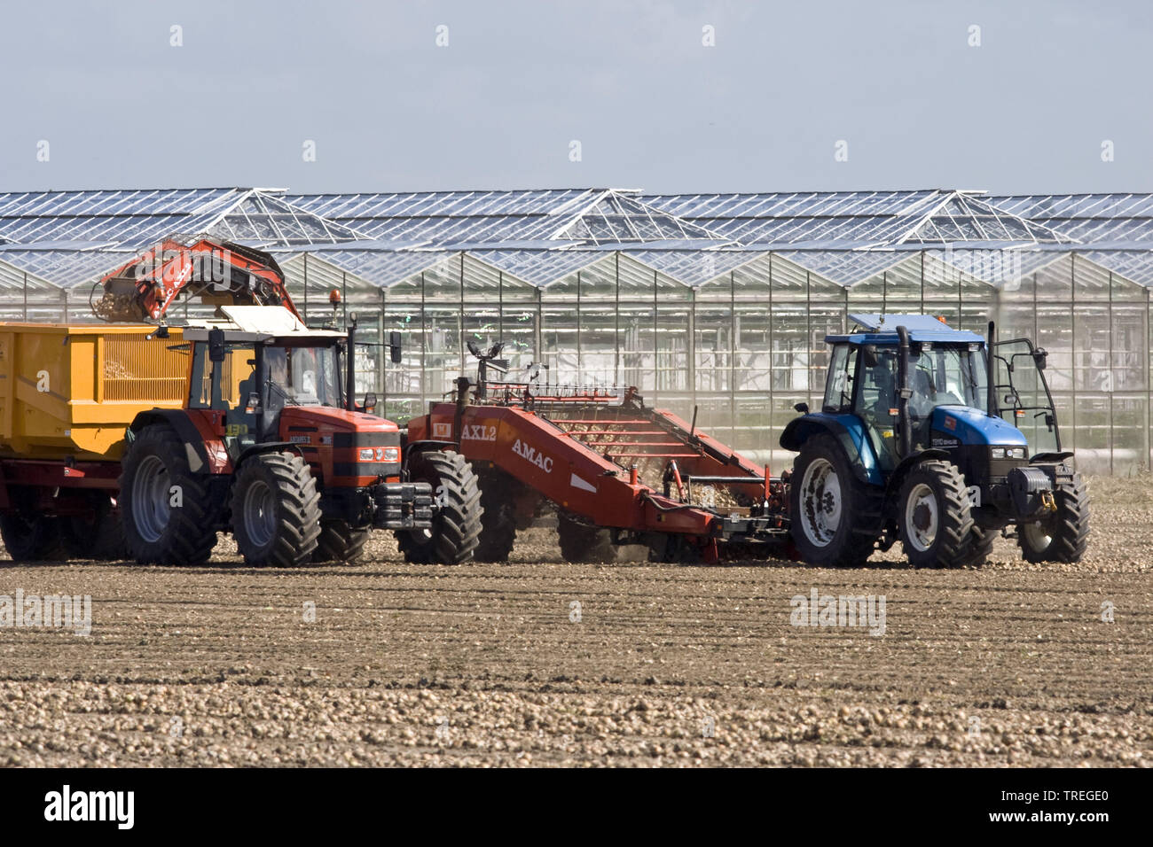 Onion harvesting hi-res stock photography and images - Alamy