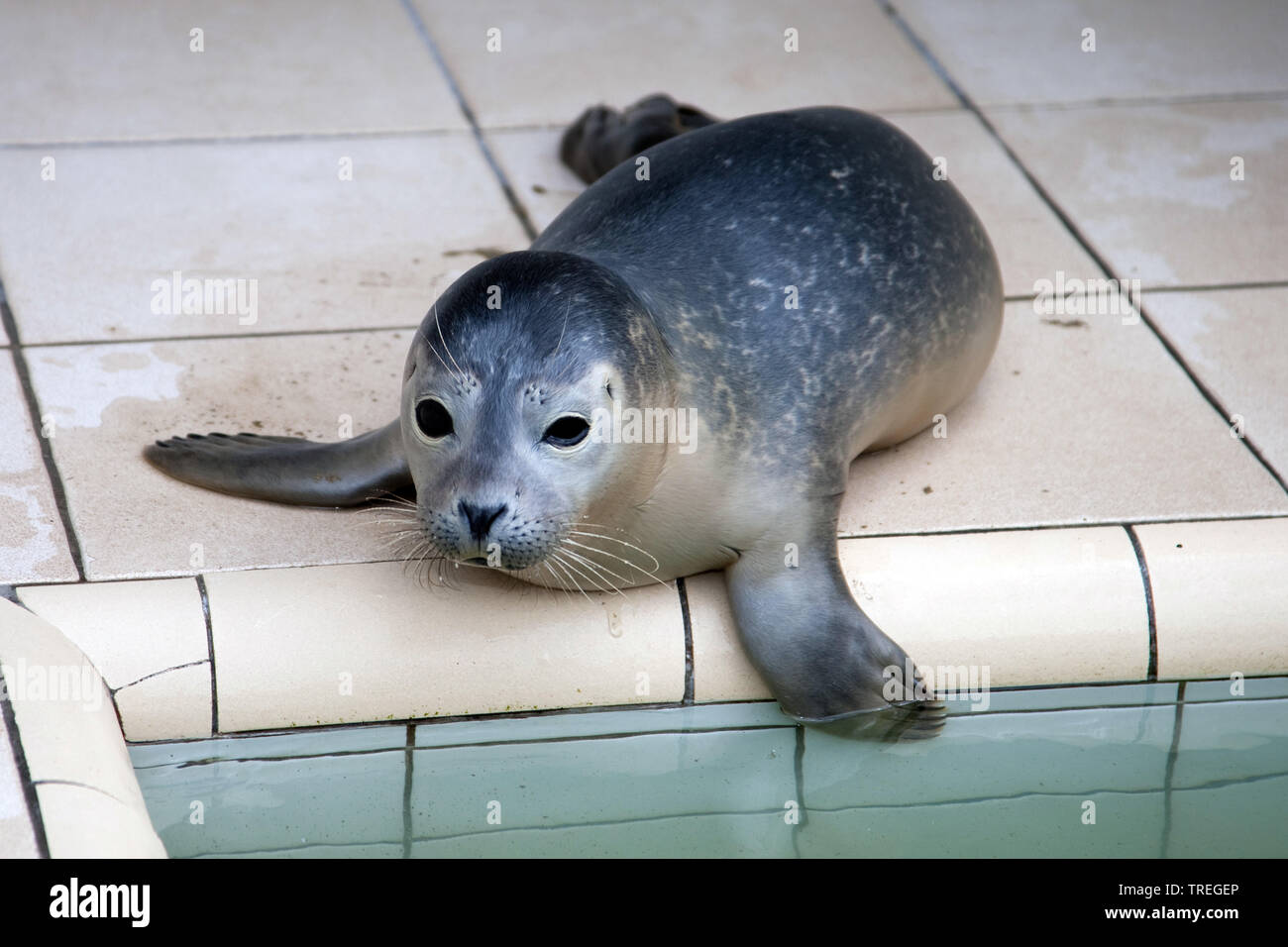 harbor seal, common seal (Phoca vitulina), young animal in a breeding  station, front view, Netherlands Stock Photo - Alamy