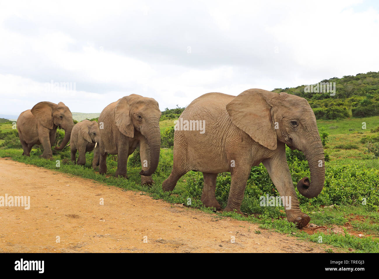 African elephant (Loxodonta africana), herd on its way to a water hole, South Africa, Eastern Cape, Addo Elephant National Park Stock Photo