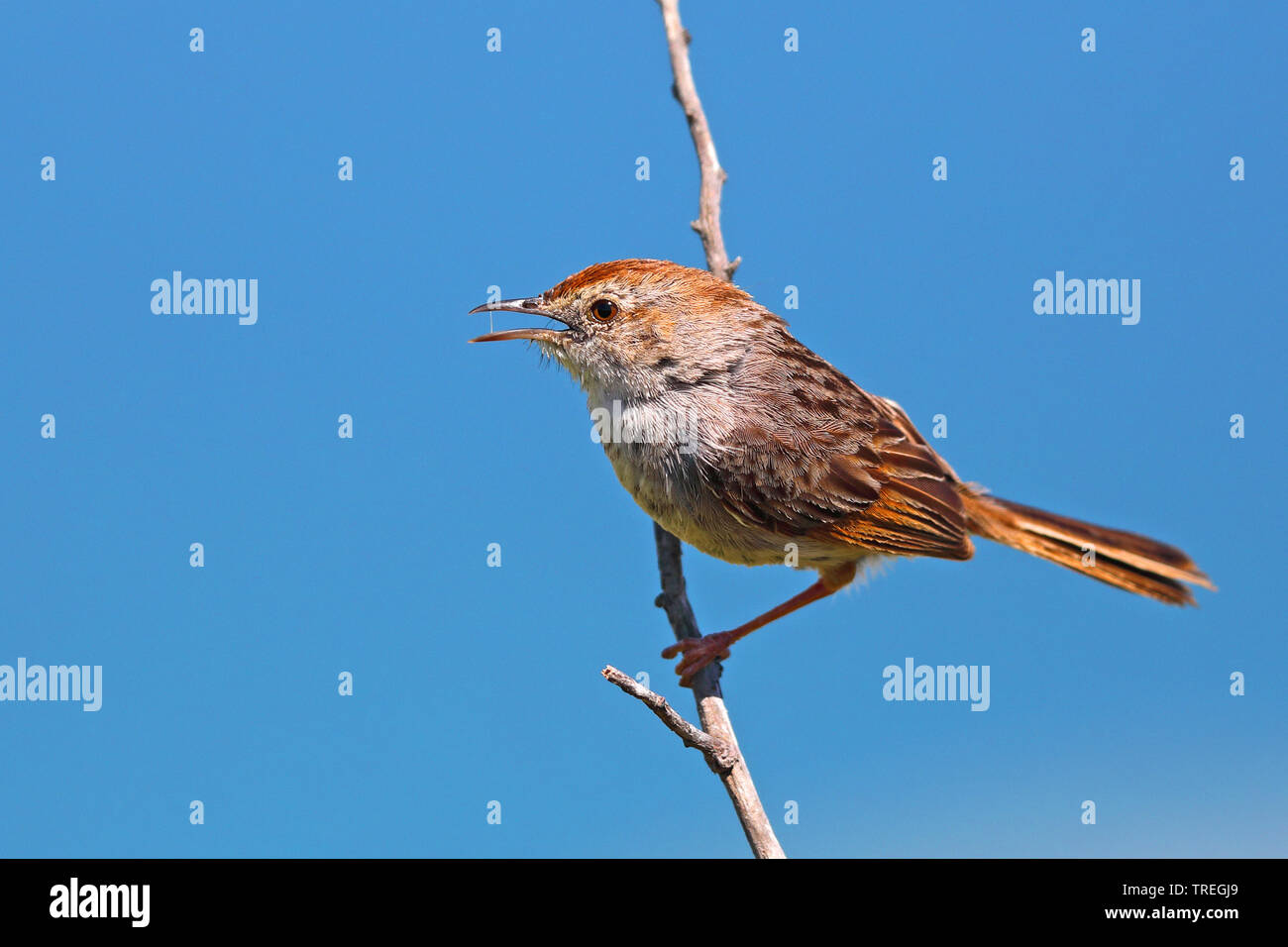 red-headed cisticola, grey-backed cisticola (Cisticola subruficapilla), sitting on a branch, calling, South Africa, Western Cape, Cape of Good Hope National Park Stock Photo