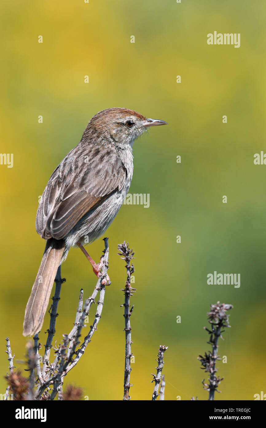 red-headed cisticola, grey-backed cisticola (Cisticola subruficapilla), sitting on a branch, South Africa, Western Cape, Cape of Good Hope National Park Stock Photo