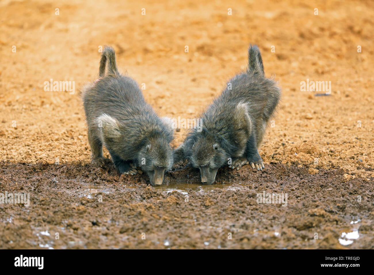 Chacma baboon, anubius baboon, olive baboon (Papio ursinus, Papio cynocephalus ursinus), two baboons drink at waterhole, South Africa, Mokala National Park Stock Photo