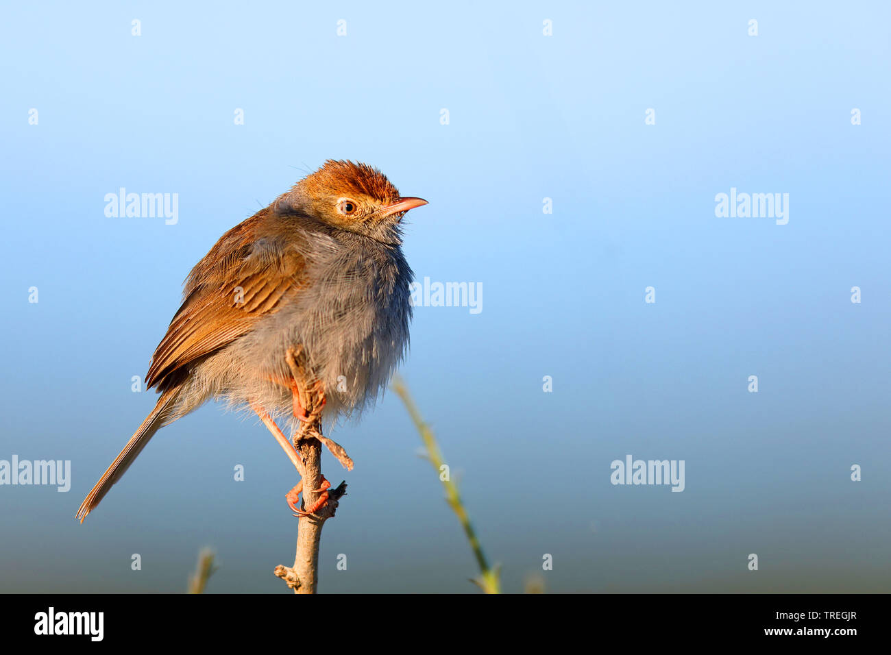 Piping cisticola (Cisticola fulvicapilla), on a bush, South Africa