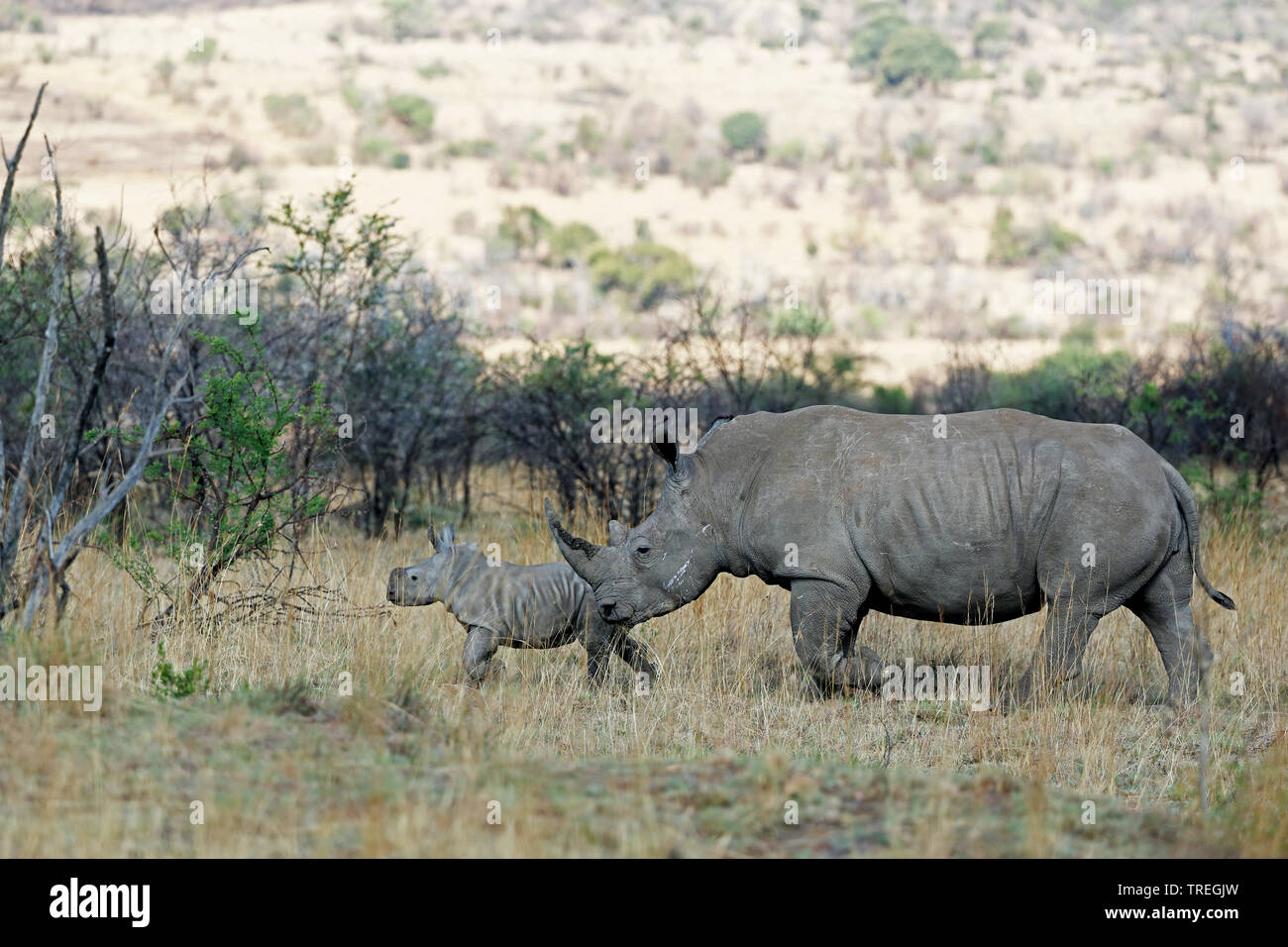 white rhinoceros, square-lipped rhinoceros, grass rhinoceros (Ceratotherium simum), female with baby in savanna, South Africa, North West Province, Pilanesberg National Park Stock Photo