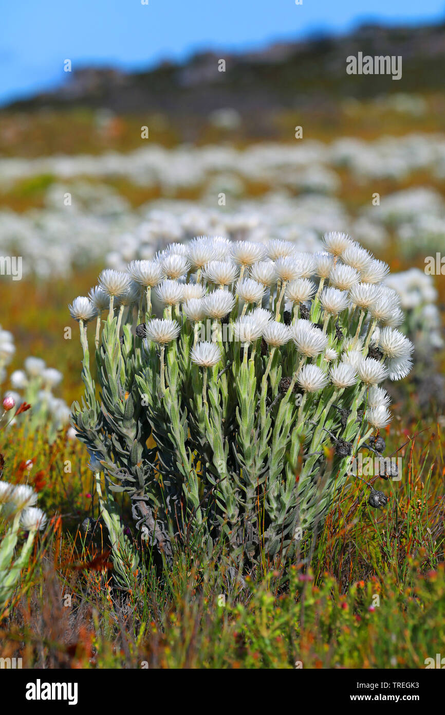 Everlasting snow (Syncarpha vestita), blooming, South Africa, Western Cape, Table Mountain National Park Stock Photo