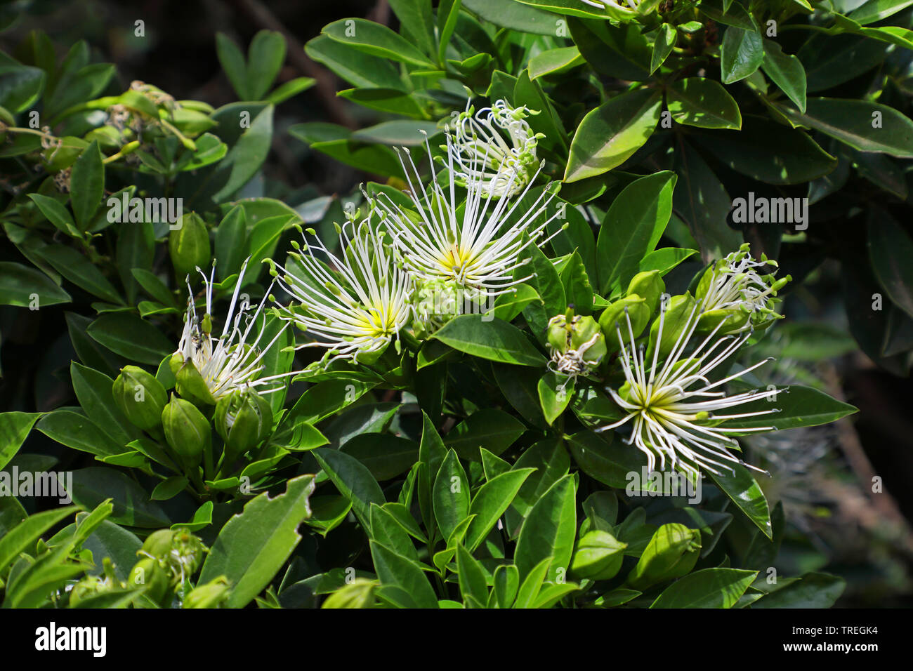 Common bush-cherry, White-wood, Witbos (Maerua cafra), blooming, South Africa, Eastern Cape, Addo Elephant National Park Stock Photo
