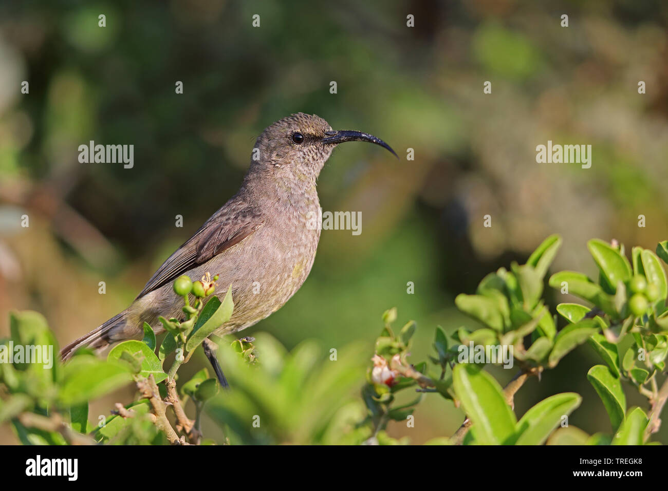 greater double-collared sunbird (Nectarinia afra), female, South Africa, Eastern Cape, Addo Elephant National Park Stock Photo