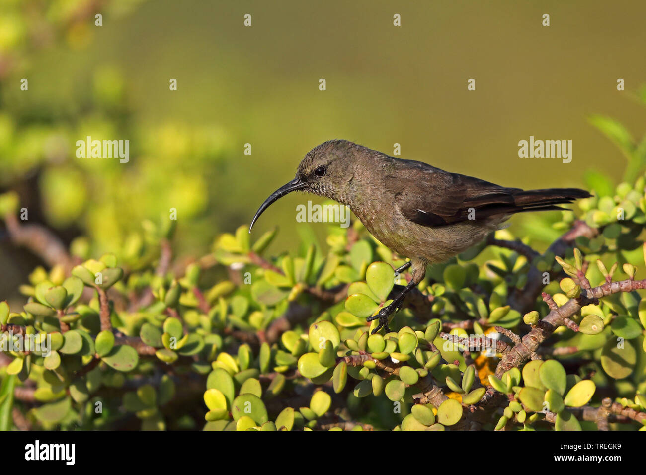 greater double-collared sunbird (Nectarinia afra), female searching for food, South Africa, Eastern Cape, Addo Elephant National Park Stock Photo