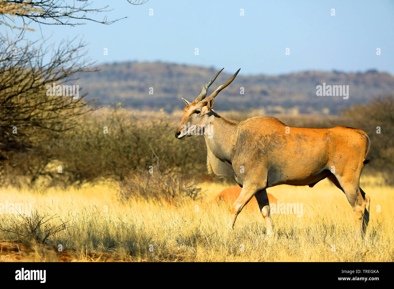 Common eland, Southern Eland (Taurotragus oryx, Tragelaphus oryx), male in savanna, South Africa, Kimberley Stock Photo