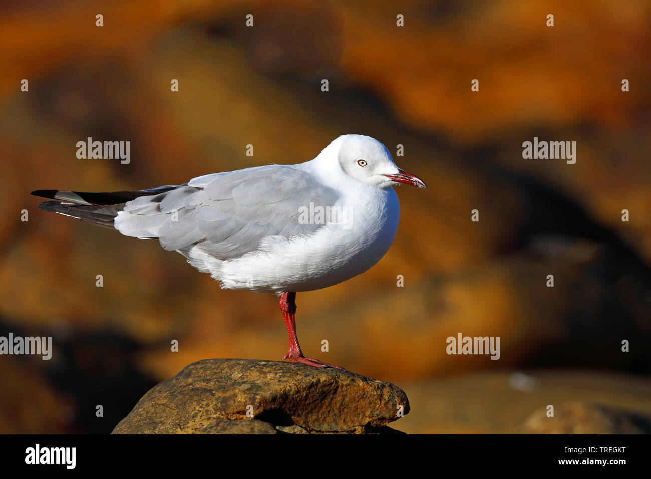 grey-headed gull (Larus cirrocephalus), on a coastal rock, South Africa, Western Cape, Cape of Good Hope National Park Stock Photo