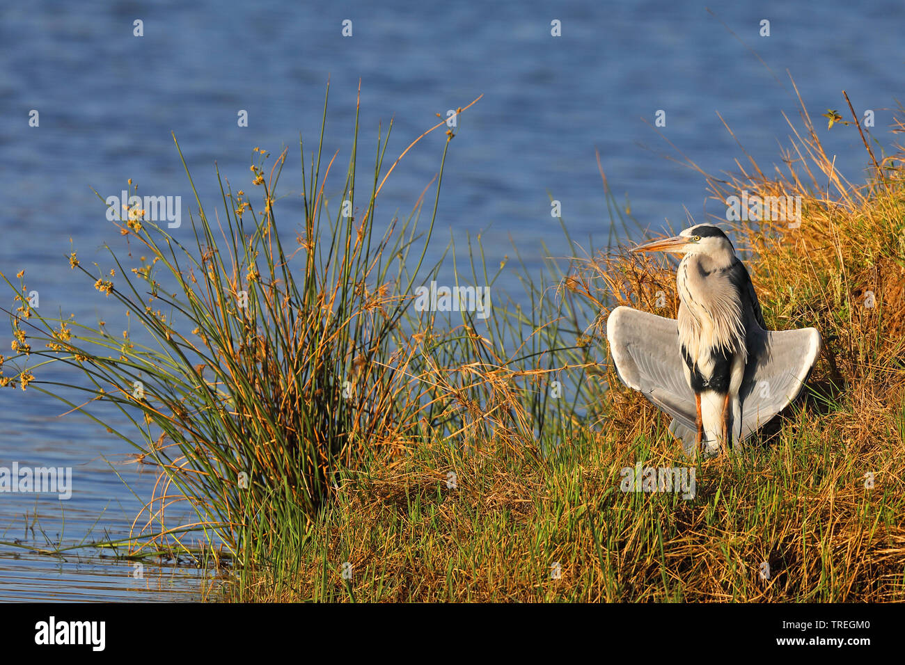 grey heron (Ardea cinerea), sunbathing, South Africa, North West Province, Pilanesberg National Park Stock Photo