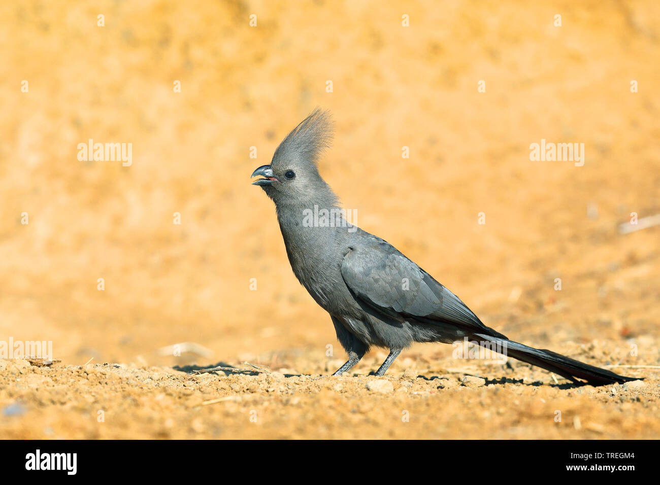 go-away bird (Corythaixoides concolor), sitting on the ground, South Africa, North West Province, Pilanesberg National Park Stock Photo