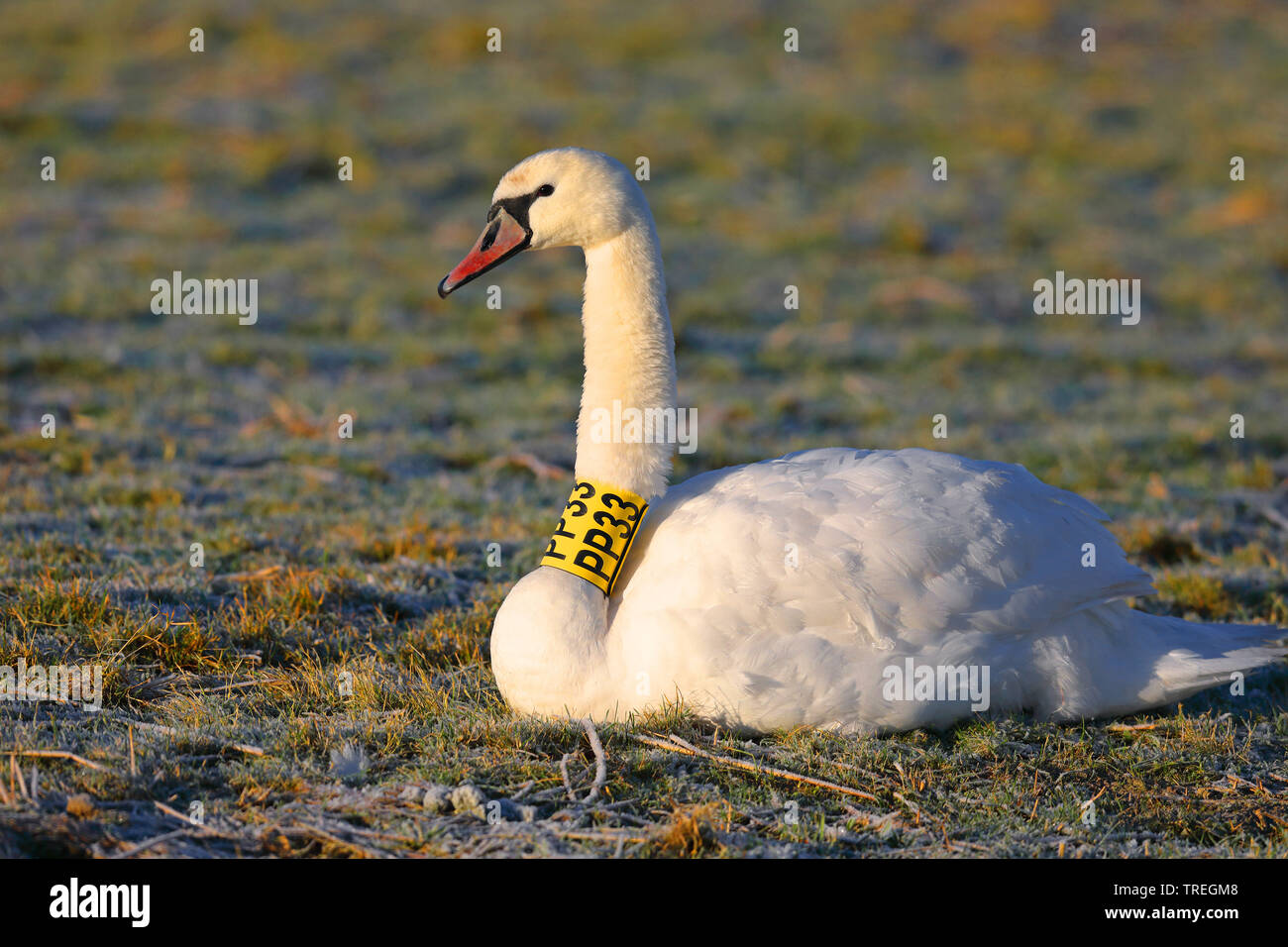 mute swan (Cygnus olor), with ring around its neck in a meadow, Netherlands, Frisia Stock Photo