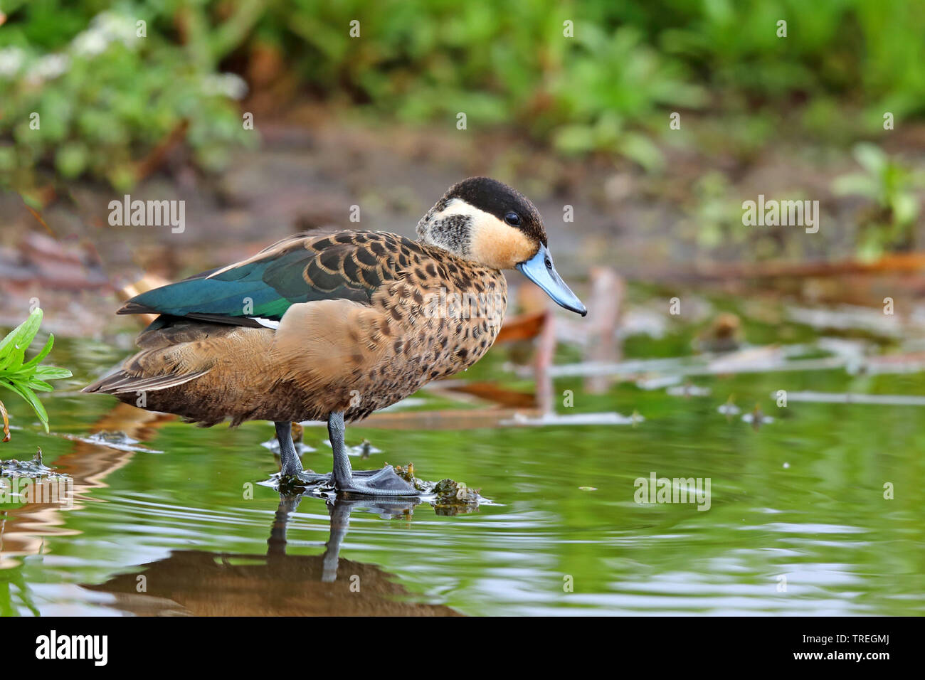 hottentot teal (Anas punctata), standing in water, South Africa, Marievale Bird Sanctury Stock Photo