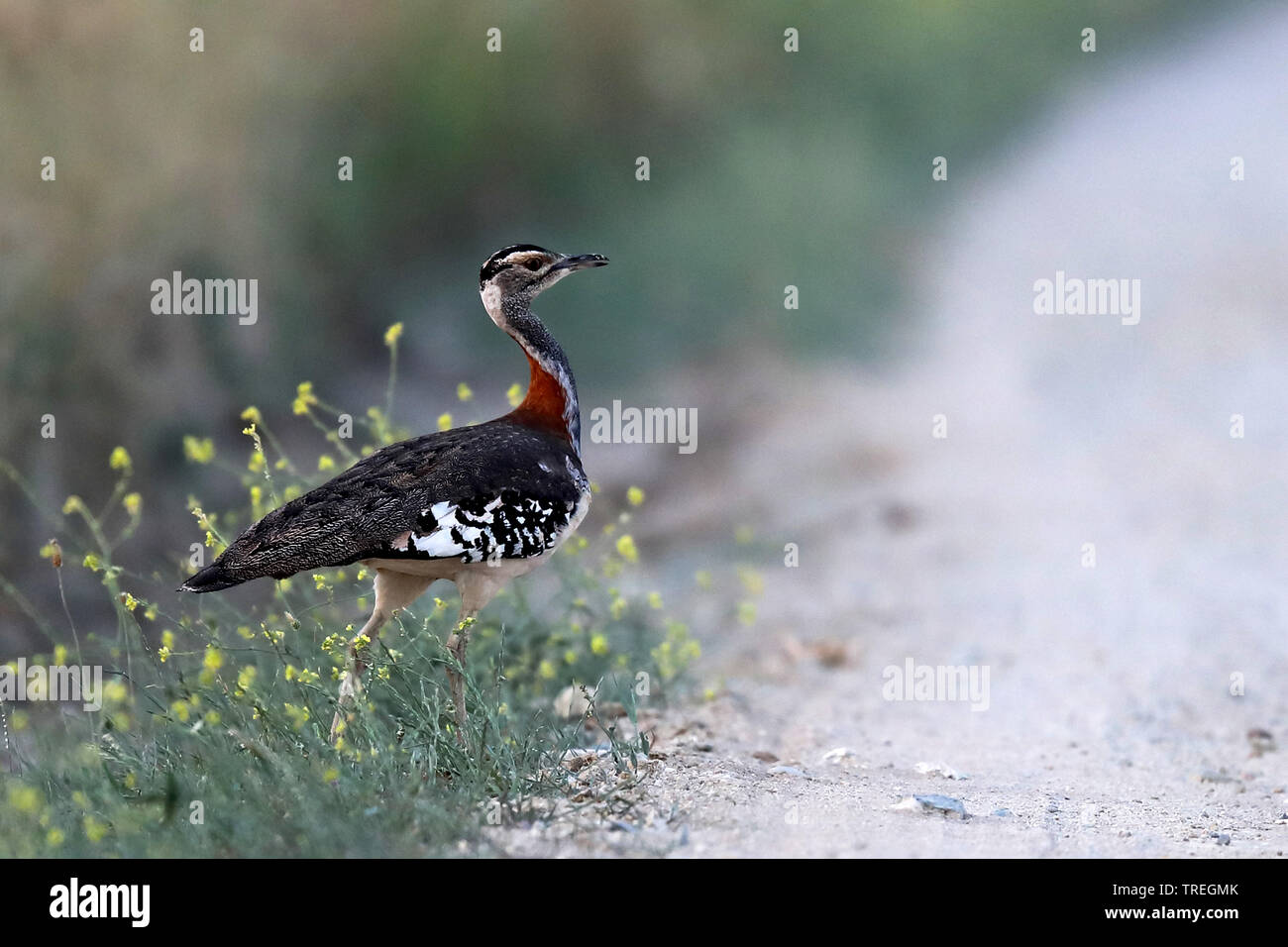 denham's bustard (Neotis denhami), at roadside, South Africa, Bredasdorp Stock Photo