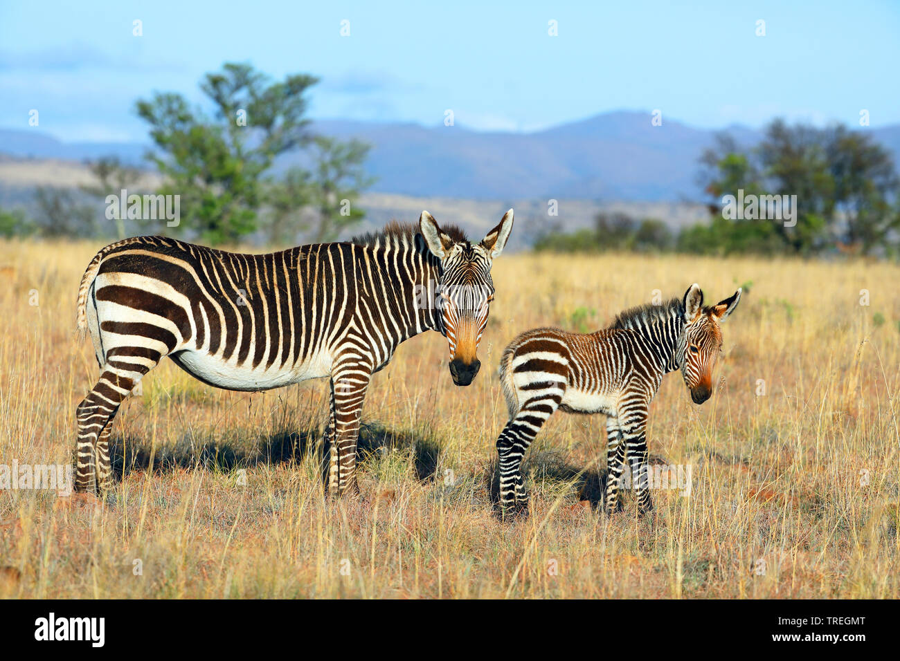 Cape Mountain Zebra, Mountain Zebra (Equus zebra zebra), famale mit juvenile, South Africa, Eastern Cape, Mountain Zebra National Park Stock Photo