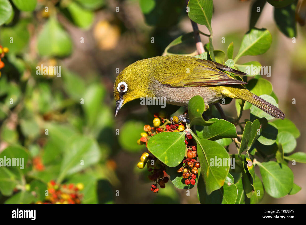 Cape white-eye (Zosterops pallidus), on a bush, South Africa, Western Cape, Wilderness National Park Stock Photo