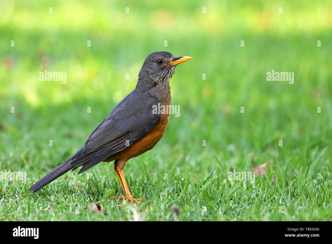 Olive thrush (Turdus olivaceus), on a lawn, South Africa, Western Cape, Wilderness National Park Stock Photo