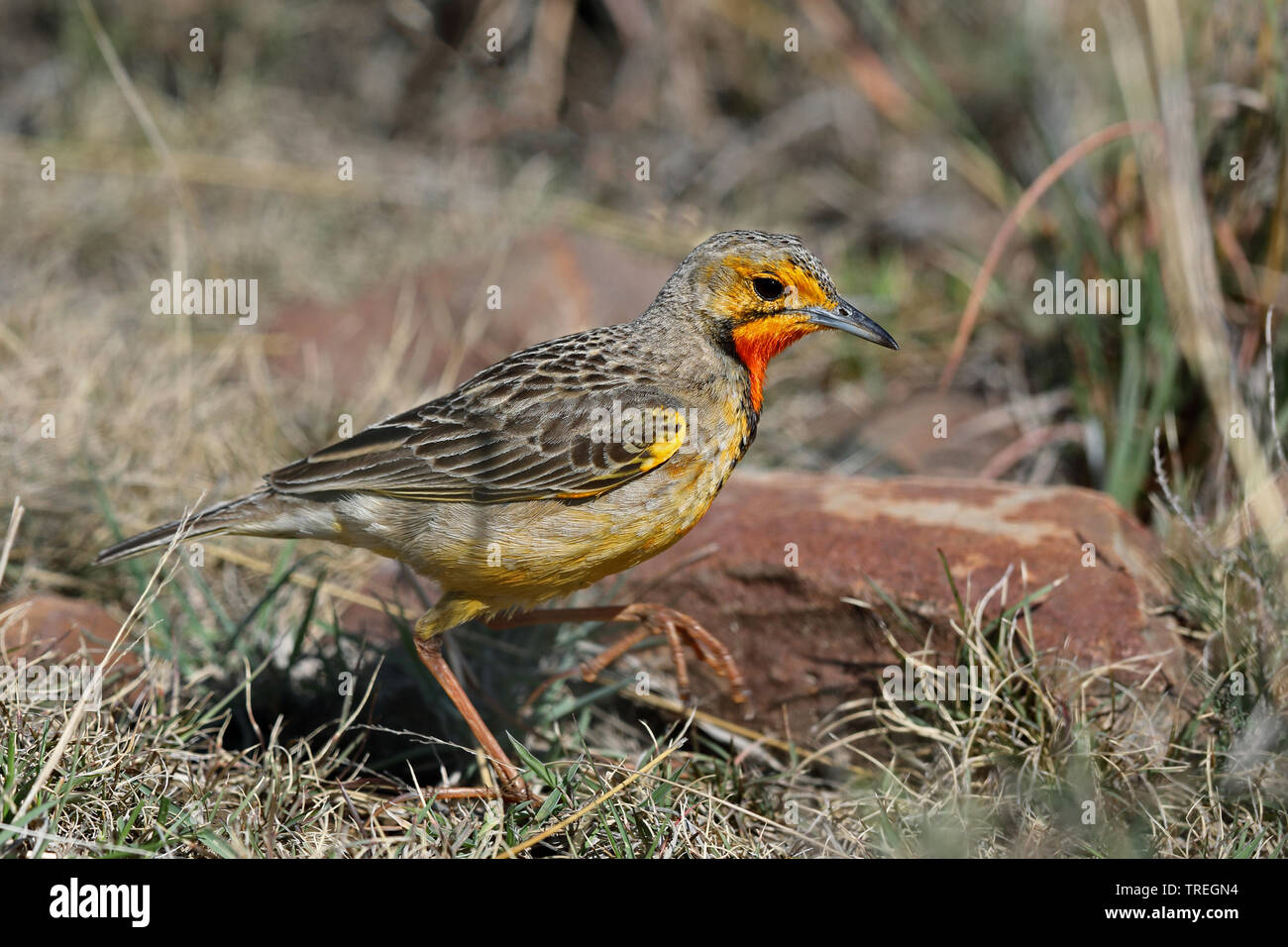 Cape longclaw (Macronyx capensis), in savannah, South Africa, Eastern Cape, Mountain Zebra National Park Stock Photo