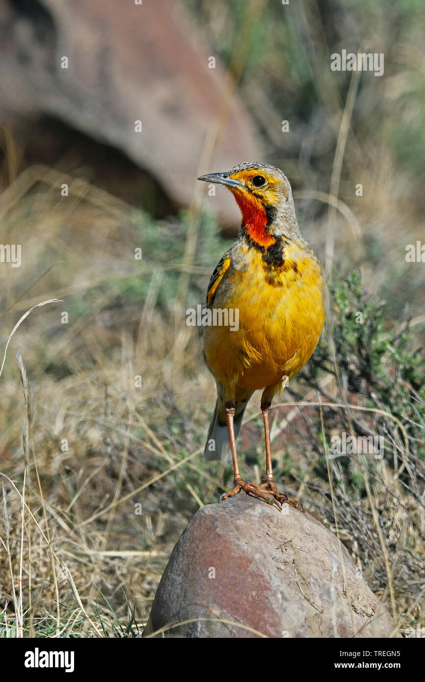 Cape longclaw (Macronyx capensis), in savannah, South Africa, Eastern Cape, Mountain Zebra National Park Stock Photo