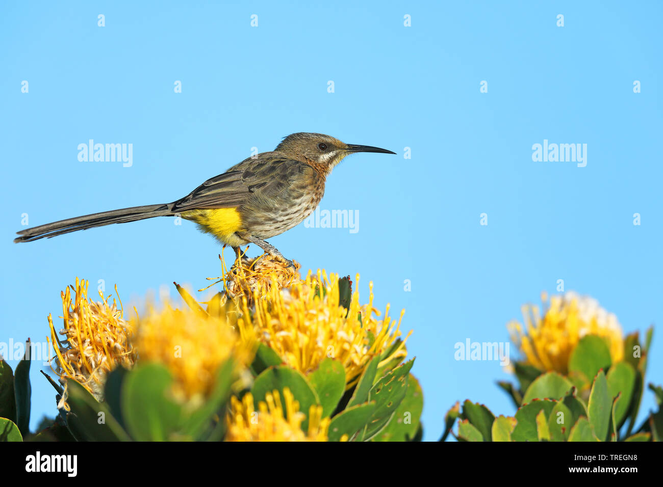 Cape sugarbird (Promerops cafer), on Leucospermum, South Africa, Western Cape, Cape of Good Hope National Park Stock Photo