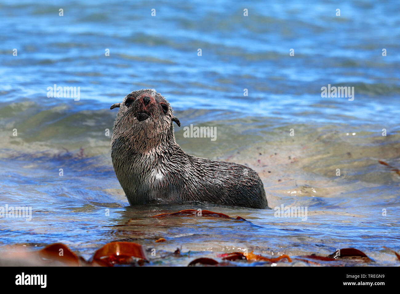 African clawless otter (Aonyx capensis), in water at shore, South Africa, Western Cape, Cape of Good Hope National Park Stock Photo