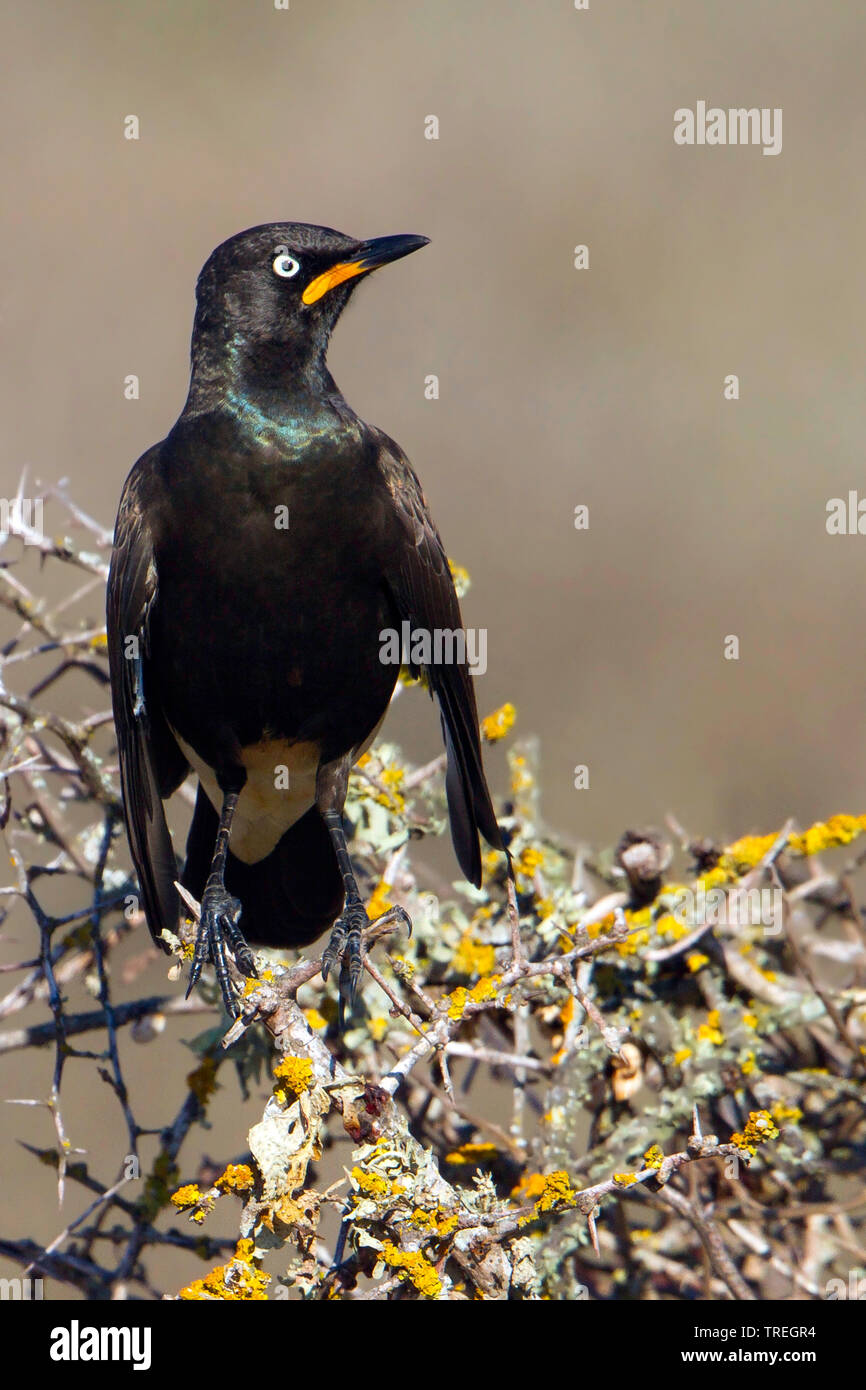 African Pied Starling, Lamprotornis bicolor (Lamprotornis bicolor), perched on a bush, South Africa Stock Photo