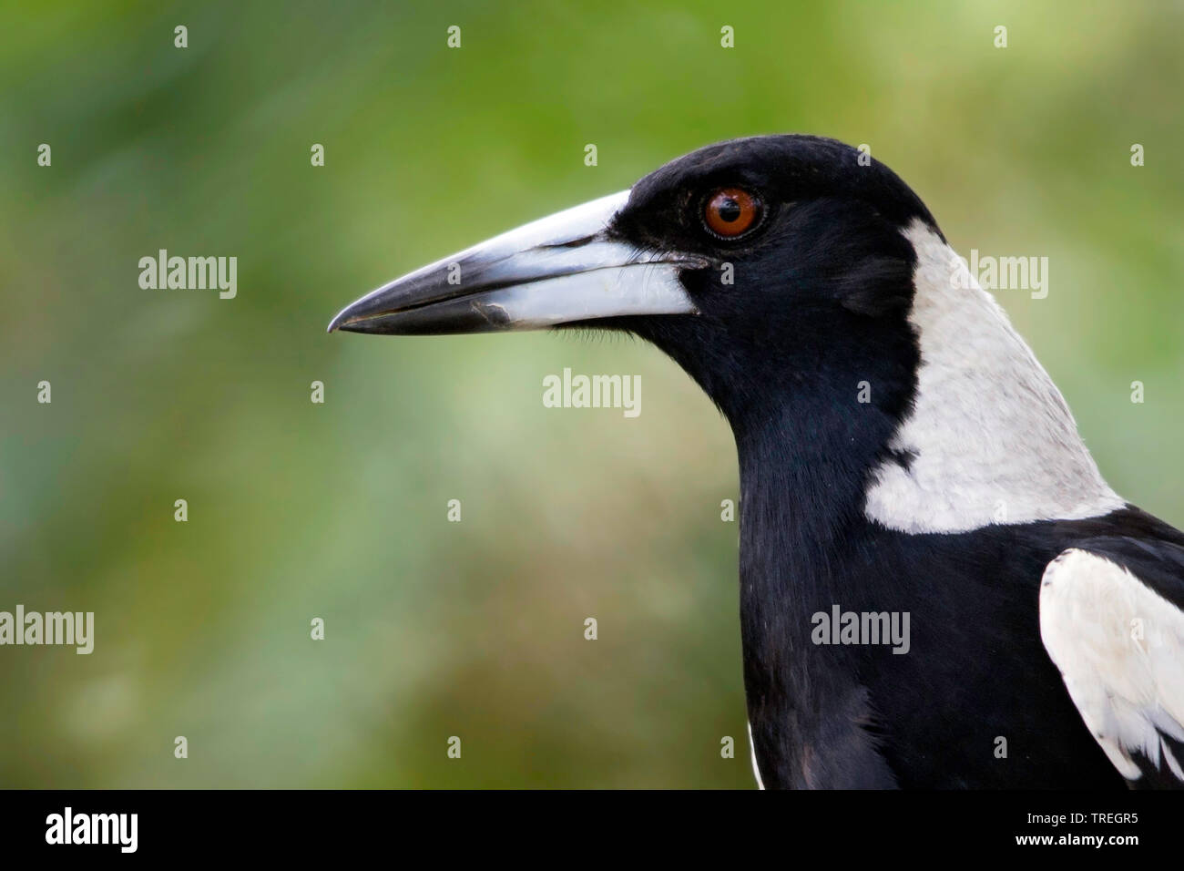 Black-backed magpie, Australian Magpie (Gymnorhina tibicen, Cracticus tibicen), Introduced in Fiji, where the birds are not considered an invasive species as of this moment. , Fiji Stock Photo