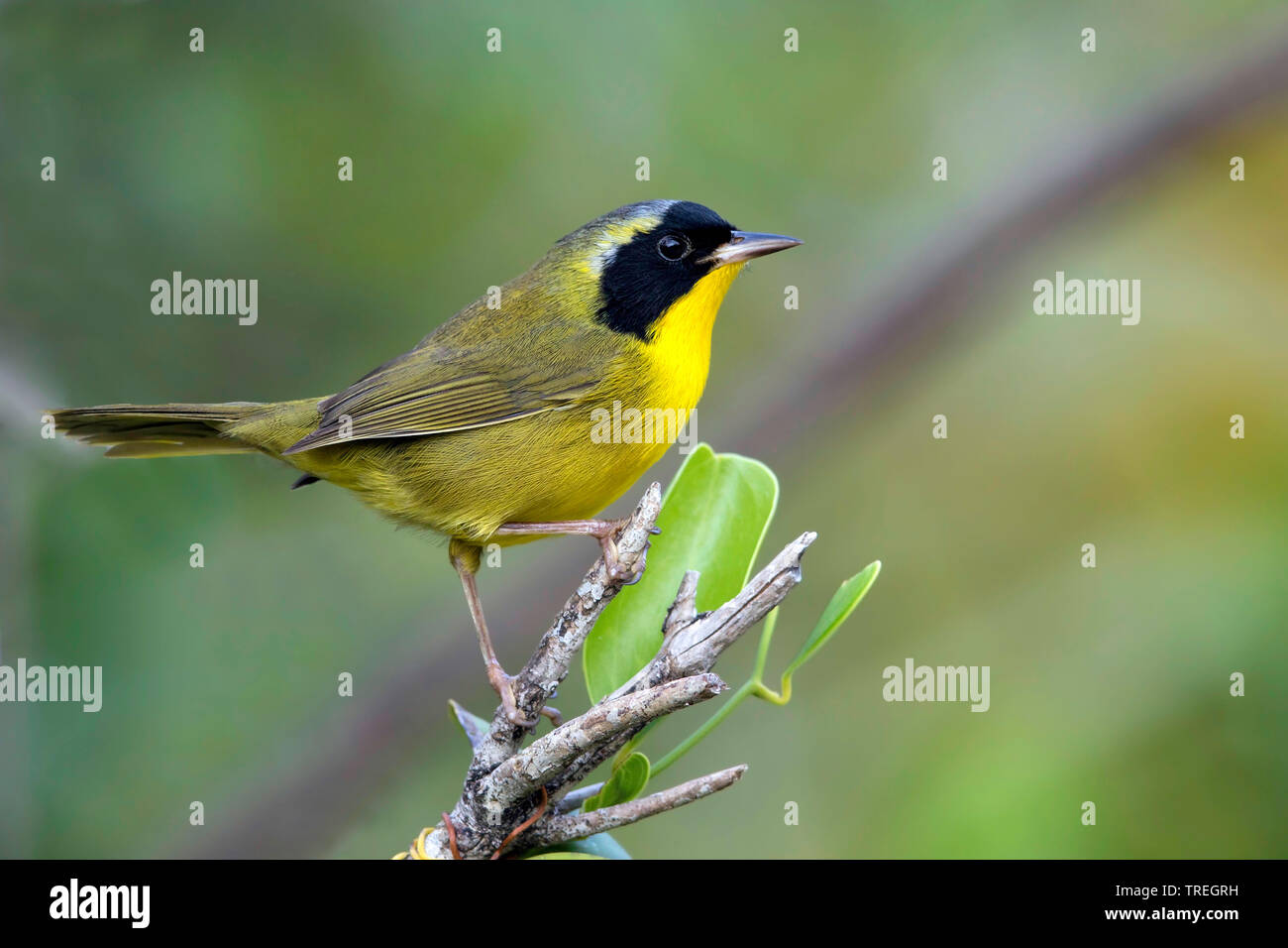 bahama yellowthroat (Geothlypis rostrata), is a resident breeder and endemic to the Bahamas., The Bahamas Stock Photo