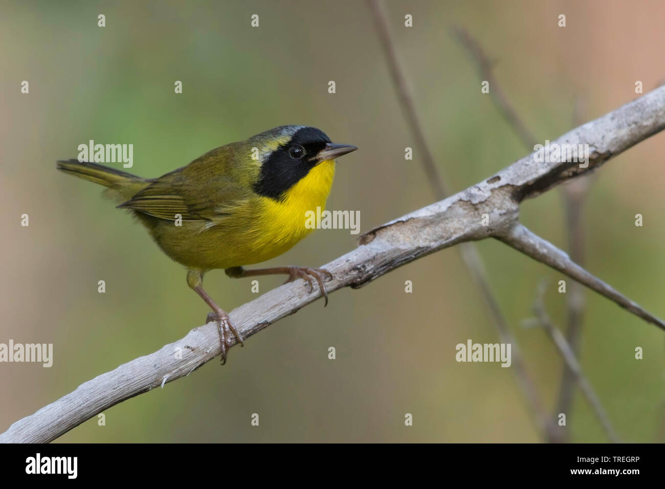 bahama yellowthroat (Geothlypis rostrata), is a resident breeder and endemic to the Bahamas., The Bahamas Stock Photo
