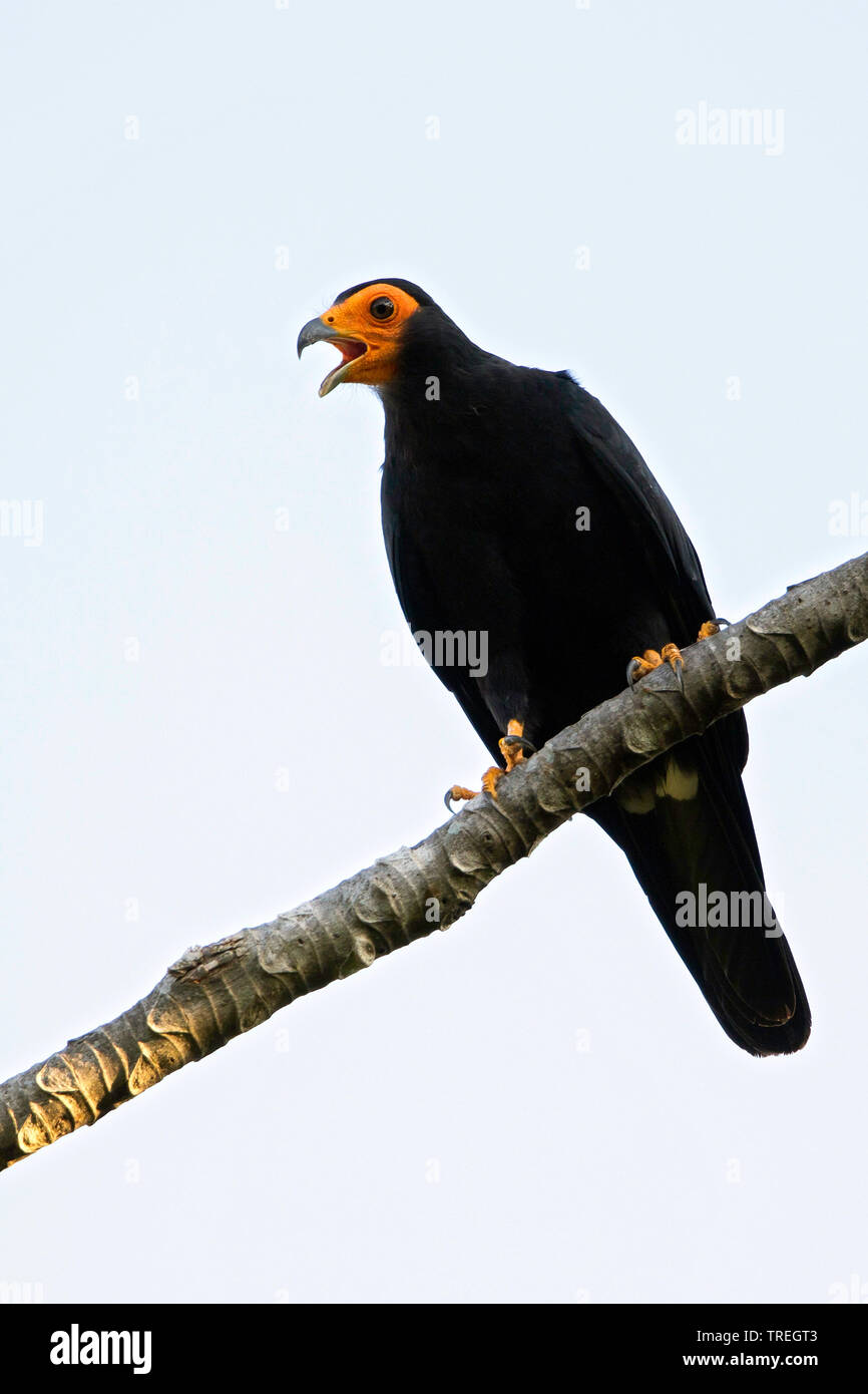 yellow-throated caracara (Daptrius ater), perched on a branch Stock Photo