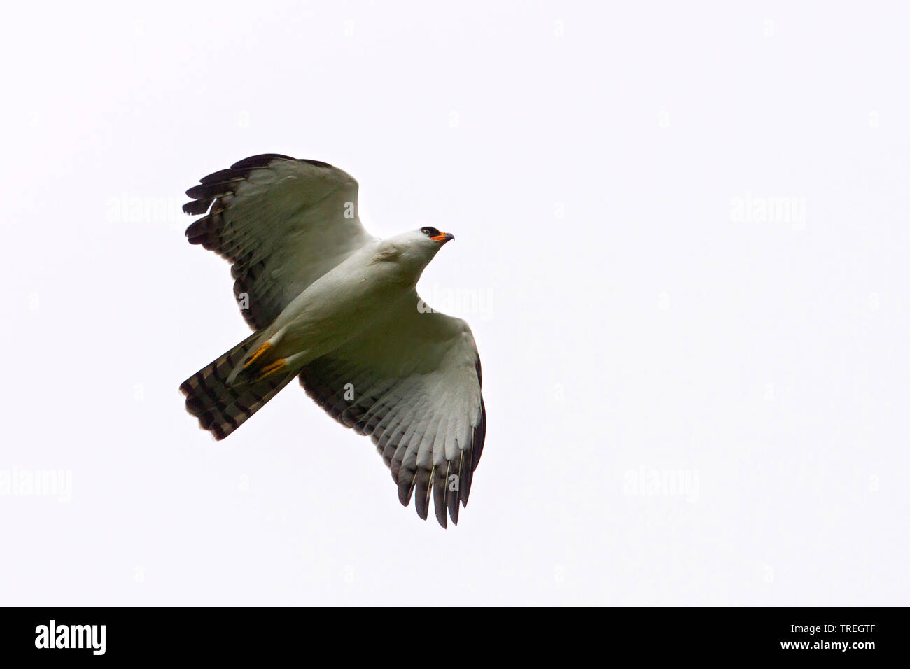Black-and-white Hawk-Eagle (Spizaetus melanoleucus), in flight, Suedamerika Stock Photo