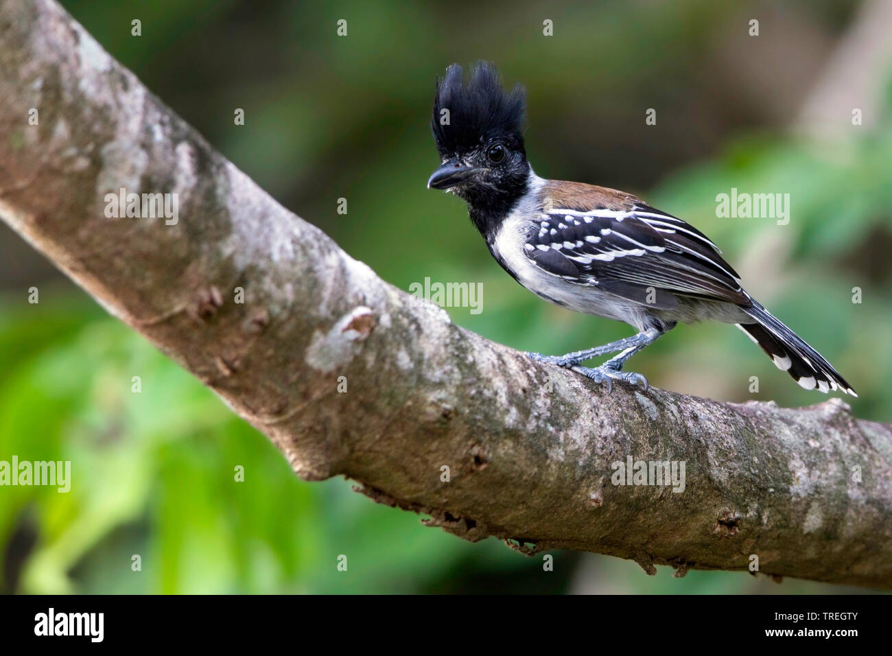 black-crested antshrike (Sakesphorus canadensis), male perched on a branch, Guayana Stock Photo