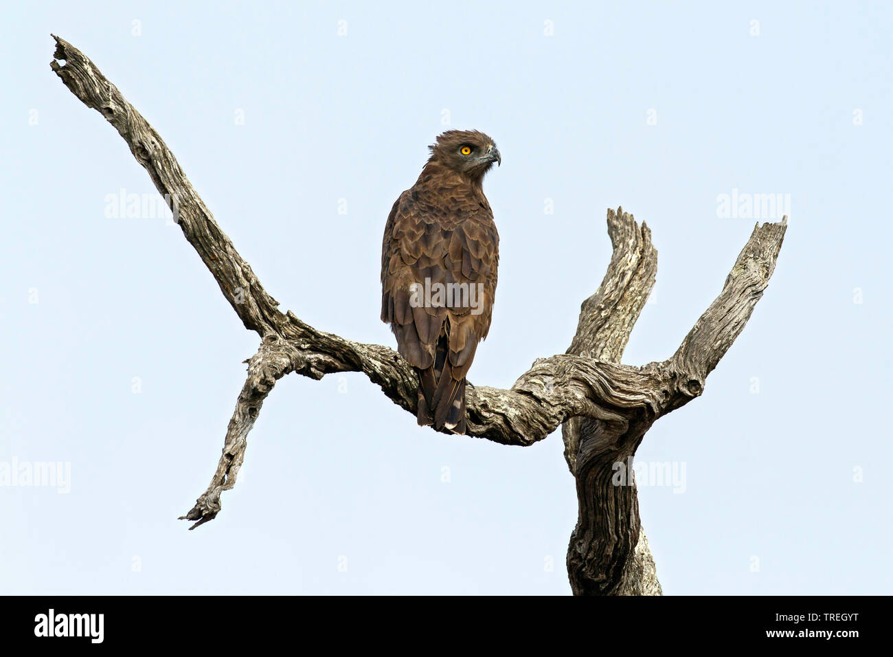 brown snake eagle (Circaetus cinereus), perched on a tree, Africa Stock Photo