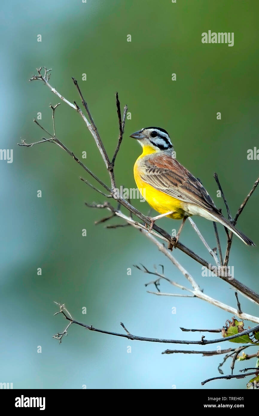 brown-rumped bunting (Emberiza affinis), perched on a tree, Africa Stock Photo