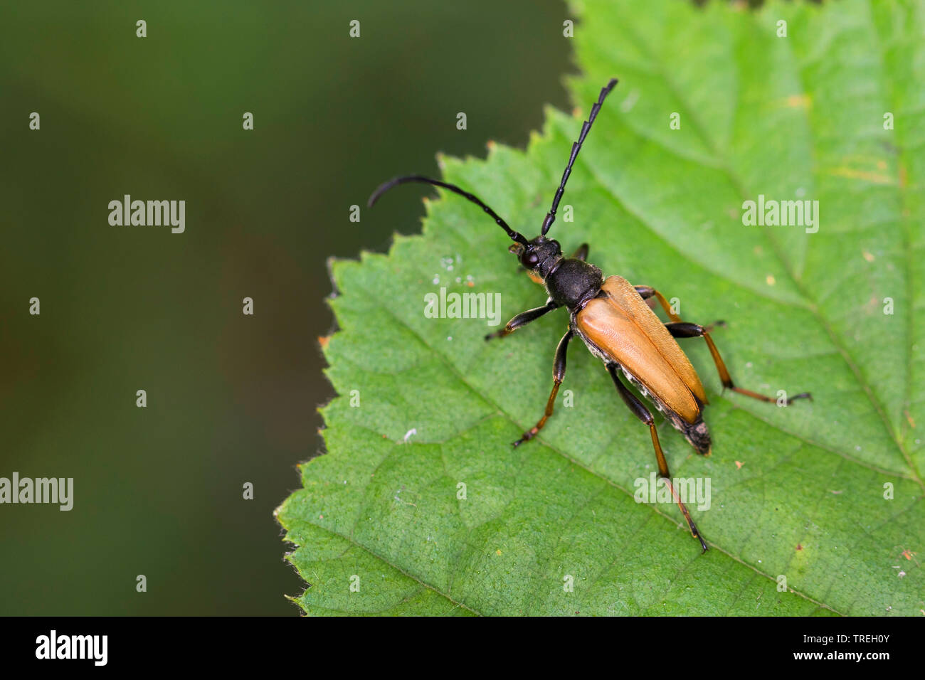 Red Longhorn Beetle (Anoplodera rubra, Stictoleptura rubra, Leptura rubra, Corymbia rubra, Aredolpona rubra), male on a leaf, Germany Stock Photo