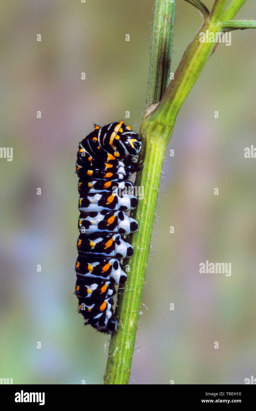 swallowtail (Papilio machaon), young caterpillar on a stem, Germany Stock Photo