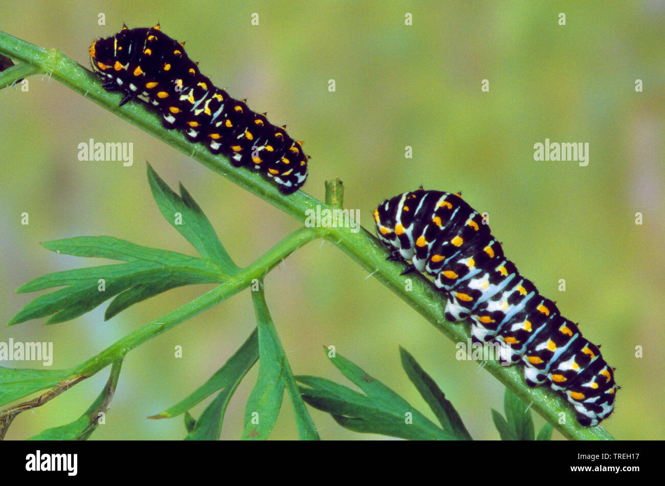 swallowtail (Papilio machaon), young caterpillars on a stem, Germany Stock Photo